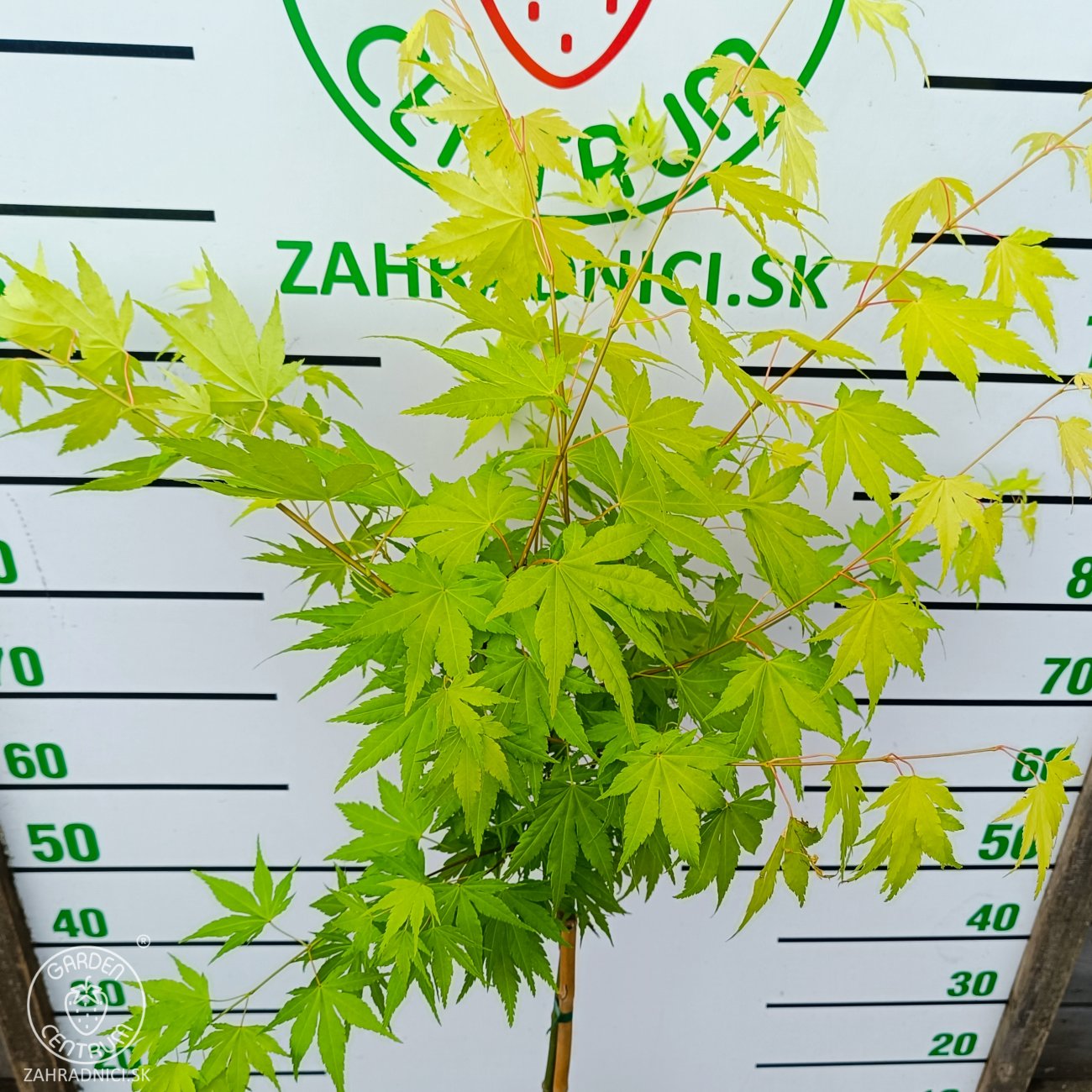 Obrázok Javor dlaňolistý (Acer palmatum) ‘ORANGE DREAM’ - výška 100-120 cm, kont. C4L - NA KMIENKU